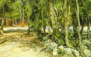 Tropical jungle and nature with trees branches plants flowers Mexico. photo