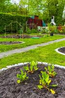 jardín con redondo camas suelo joven coles plantas en Alemania. foto