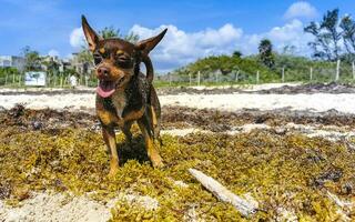 Brown cute funny dog play playful on the beach Mexico. photo