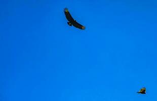 Flying vulture eagle bird of prey in blue sky Mexico. photo