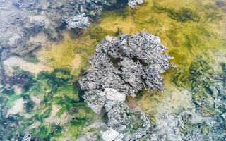 Stones rocks corals turquoise green blue water on beach Mexico. photo