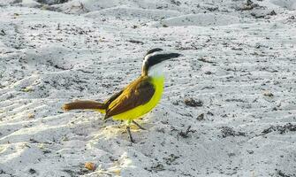 Great Kiskadee yellow bird birds eating sargazo on beach Mexico. photo