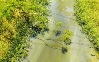 laguna de agua dulce de río tropical hermosa verde en puerto escondido méxico. foto