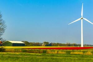 Passing the colorful red yellow green tulip fields Holland Netherlands. photo