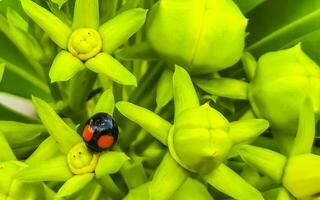 Yellow Oleander flower on tree with ladybug in Mexico. photo