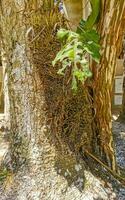 tropical selva y naturaleza con arboles ramas plantas flores México. foto