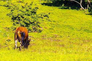 vacas pasto en pasto en el montañas bosques costa rico foto