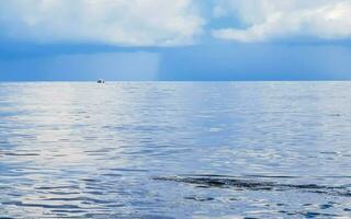 Huge whale shark swims on the water surface Cancun Mexico. photo