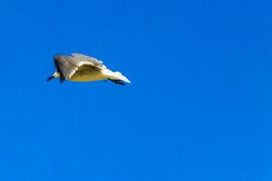 volador gaviotas aves con azul cielo antecedentes nubes en México. foto