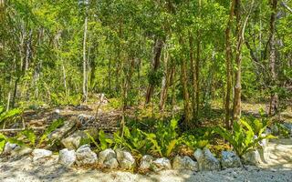 Tropical jungle and nature with trees branches plants flowers Mexico. photo