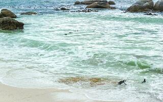 South african penguins colony of spectacled penguins penguin Cape Town. photo