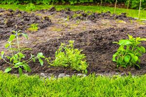 Garden with round beds soil young sprouts plants in Germany. photo