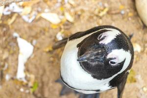 South african penguins colony of spectacled penguins penguin Cape Town. photo