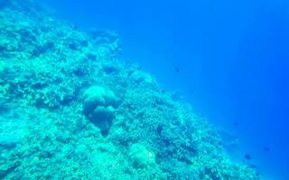 bucear submarino puntos de vista pescado corales turquesa agua rasdhoo isla Maldivas. foto