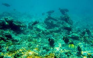 Snorkeling underwater views fish Corals turquoise water Rasdhoo island Maldives. photo