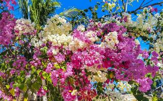 Bougainvillea pink white flowers blossoms in Puerto Escondido Mexico. photo