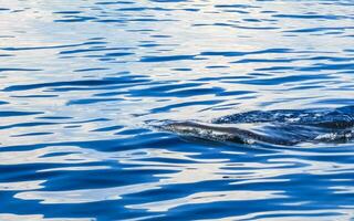 Huge whale shark swims on the water surface Cancun Mexico. photo