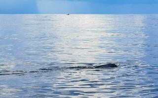 Huge whale shark swims on the water surface Cancun Mexico. photo