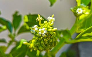 Noni fruit Morinda citrifolia with flowers popular with ants Mexico. photo