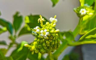 fruta de noni morinda citrifolia con flores populares entre las hormigas de méxico. foto