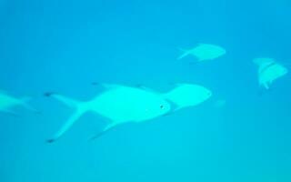 Snorkeling underwater views fish Corals turquoise water Rasdhoo island Maldives. photo