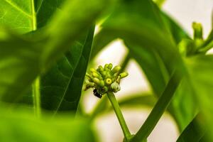 Noni fruit Morinda citrifolia with flowers popular with ants Mexico. photo