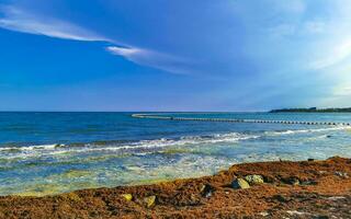 Beautiful Caribbean beach totally filthy dirty nasty seaweed problem Mexico. photo