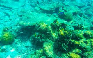 Snorkeling underwater views fish Corals turquoise water Rasdhoo island Maldives. photo