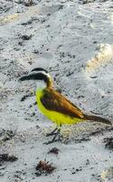 Great Kiskadee yellow bird birds eating sargazo on beach Mexico. photo