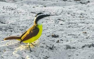 Great Kiskadee yellow bird birds eating sargazo on beach Mexico. photo