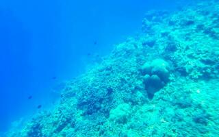 Snorkeling underwater views fish Corals turquoise water Rasdhoo island Maldives. photo