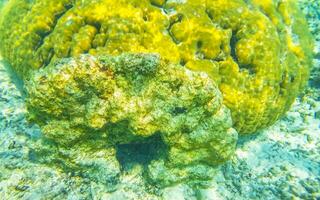 Snorkeling underwater views fish Corals turquoise water Rasdhoo island Maldives. photo