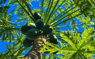 Beautiful papaya tree in tropical nature in Puerto Escondido Mexico. photo