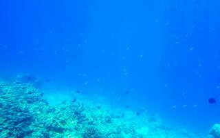 Snorkeling underwater views fish Corals turquoise water Rasdhoo island Maldives. photo