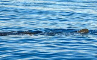 Huge whale shark swims on the water surface Cancun Mexico. photo