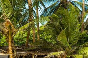 Beautiful paradise tropical Mirissa beach waves parasols tourists Sri Lanka. photo