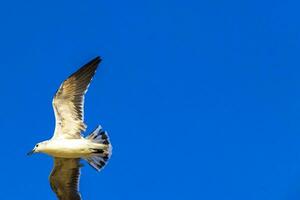 Flying seagulls birds with blue sky background clouds in Mexico. photo