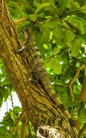 Iguana lying sitting on a branch of a tree Mexico. photo