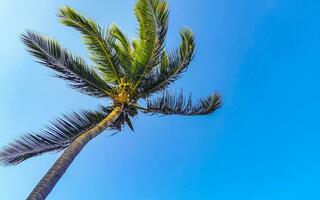 Tropical natural palm tree palms blue sky in Mexico. photo