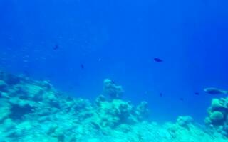 Snorkeling underwater views fish Corals turquoise water Rasdhoo island Maldives. photo