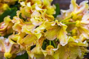 naranja amarillo rosado rododendro flores floración y crecer en Alemania. foto