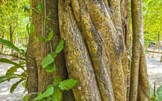 Tropical jungle and nature with trees branches plants flowers Mexico. photo