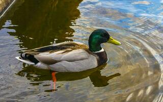 Male duck with green head swimming in lake pond Netherlands. photo
