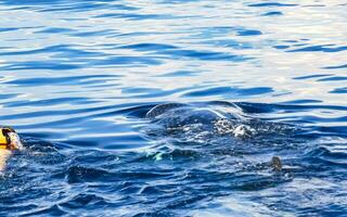 Cancun Quintana Roo Mexico 2022 Huge whale shark swims on the water surface Cancun Mexico. photo