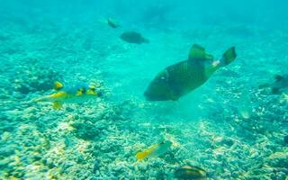 Snorkeling underwater views fish Corals turquoise water Rasdhoo island Maldives. photo