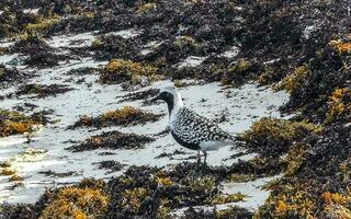 Sandpiper snipe sandpipers bird birds eating sargazo on beach Mexico. photo