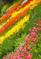 Colorful flowers tulips daffodils in Keukenhof park Lisse Holland Netherlands. photo