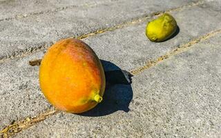 Green and yellow mangoes ripen and hang on mango tree. photo