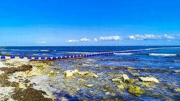 Seaweed Sargazo net caribbean beach water Playa del Carmen Mexico. photo