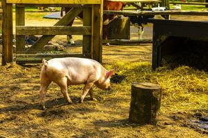 Domestic pigs in the enclosure zoo Keukenhof park Lisse Netherlands. photo